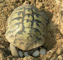 Étlap páncélosoknak A szárazföldi teknősök szeretik a változatos kosztot: megeszik a dinnyét, almát, körtét, kimagozott megygyet, barackot, cseresznyét, szilvát stb. Ám fő táplálékuk mégsem ez!