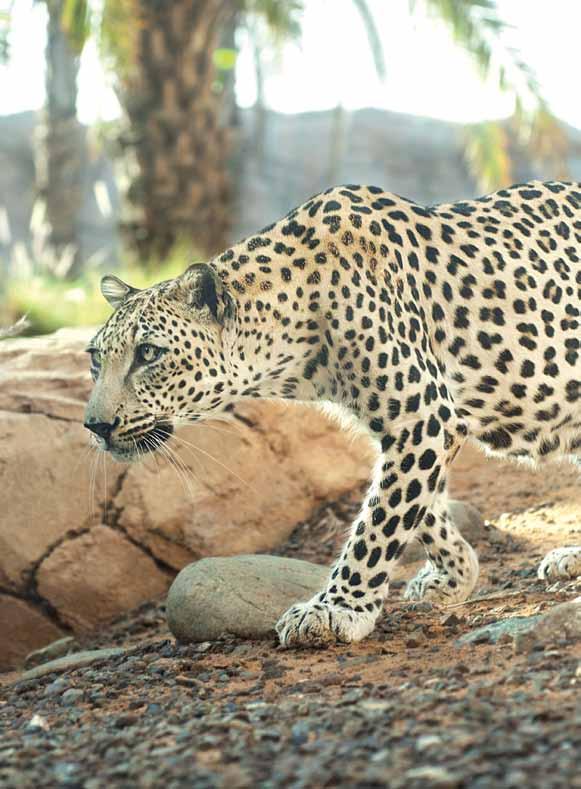 Az arábiai leopárd birodalmában Az Arab-félszigetről szinte mindenkinek a sivatagból kiemelkedő felhőkarcolók, a pompa és a fényűzés jut az eszébe.