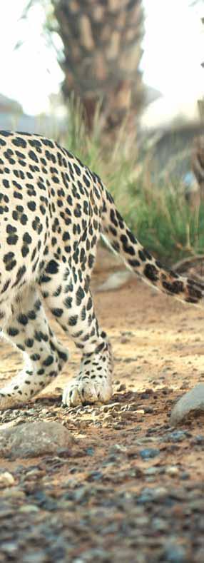 Az arábiai leopárd (Panthera pardus nimr) egykoron talán az egész Közel-Keletet, a Sínai-félszigetet és az Arab-félszigetet is benépesítette.