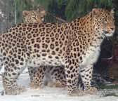 Srí Lanka-i leopárd (Panthera pardus kotiya) A Srí Lanka szigetén élő leopárd (szingaléz nyelven kotiya) helyzete a nemzeti parkokban, például a Yalában
