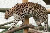 Mandzsúriai leopárd (Panthera pardus orientalis) Az orosz Távol-Kelet, a Koreai-félsziget és Északkelet-Kína (azaz Mandzsúria) lakója a legnagyobb testű