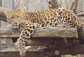 Indiai leopárd (Panthera pardus fusca) Az indiai szubkontinensen élő leopárdok száma, akárcsak a velük egy biotópban előforduló bengáli tigriseké, az elmúlt
