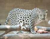 Jávai leopárd (Panthera pardus melas) Mint a jávai leopárd tudományos neve is mutatja, ezen alfaj példányai közül kerül ki a legtöbb fekete párduc.