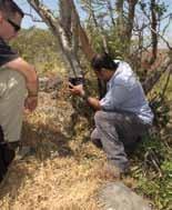 A Muszandamfélszigeten pár éve végzett kameracsapdás kutatások sajnos nem igazolták leopárdok jelenlétet, s ezt egy másik csúcsragadozó, a karakálok (Caracal caracal schmitzi) megnövekedett