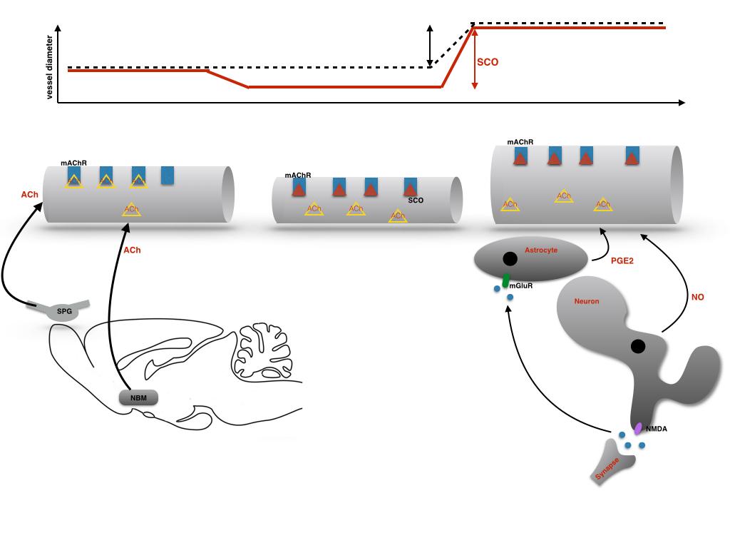 (Akin et al., 2006). Ez a kérdés természetesen nem csak trigemino-vascularis fejfájás betegségekben merül fel, hanem alapvetően sok másik neurológiai betegségben.