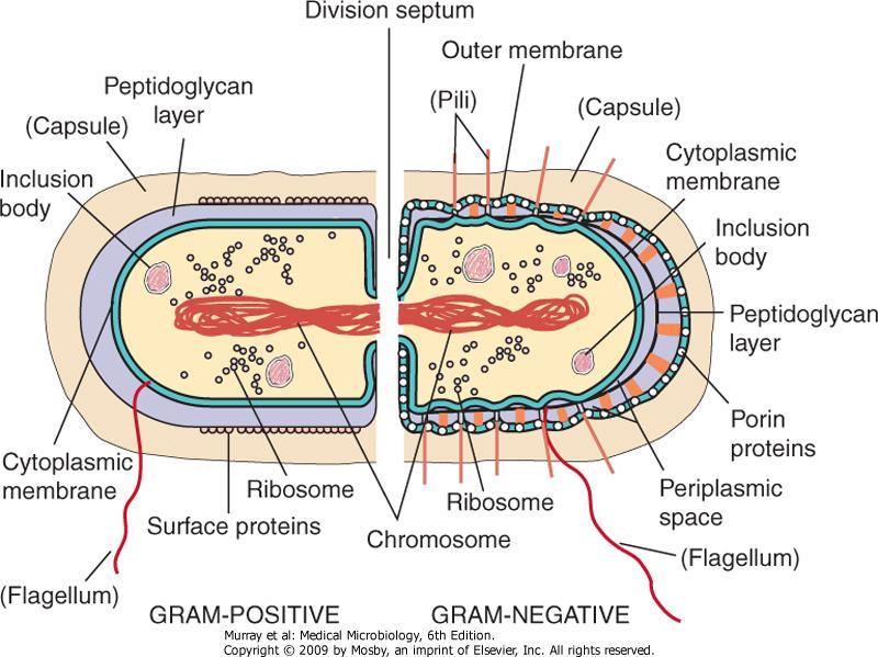 A BAKTÉRIUM SZERKEZETE A sejtfal szerkezete alapján Gram-pozitív