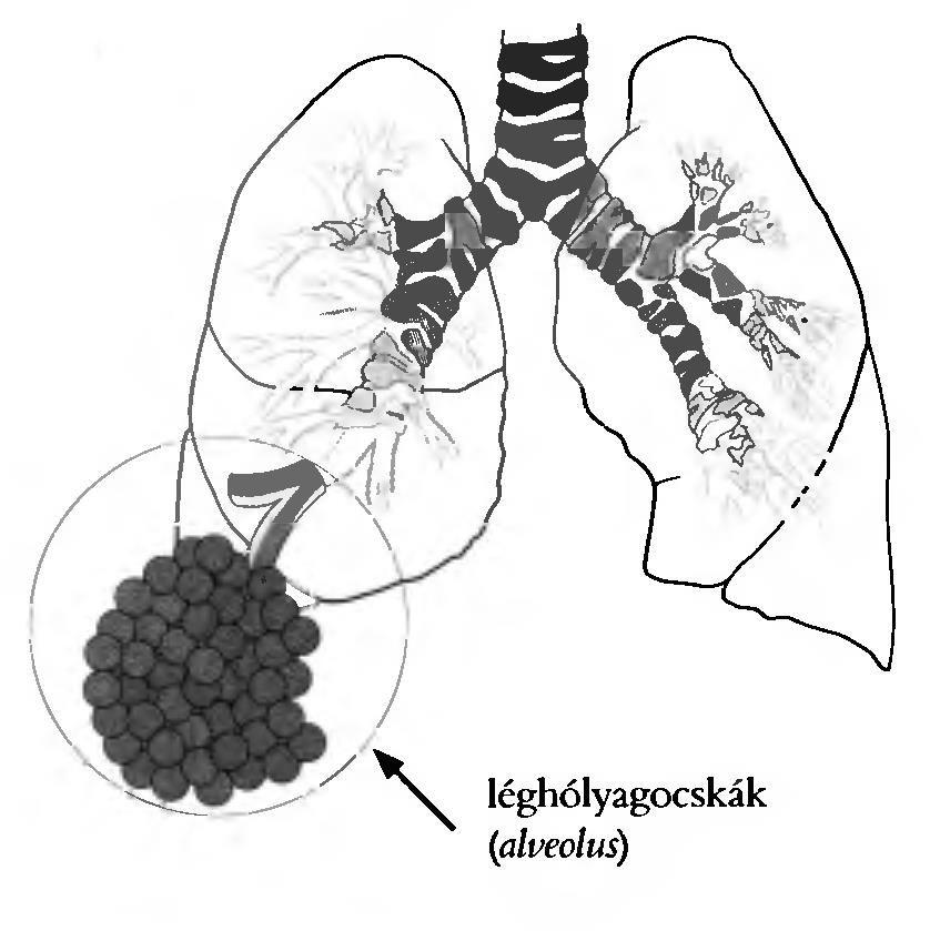 Léghólyagocskák alveolus Kb.