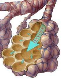 Alveolus