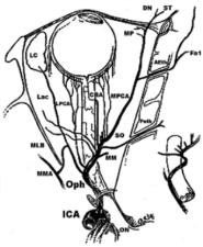 STROKE - OCULAR STROKE LÁTÁSVESZTÉS retina nervus opticus - látókéreg fogalmak - etiopathomechanizmus Fogalmak,