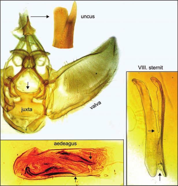 202 Fazekas: A Mecsek nagylepke faunájához, 1. 6. ábra. Eupithecia sinuosaria, genitália, H Nemesgulács, 1976. VI. 26. leg. et gen. prep. Fazekas, No. 1107 Fig. 6. genitalia of Eupithecia sinuosaria, H Nemesgulács, 26.