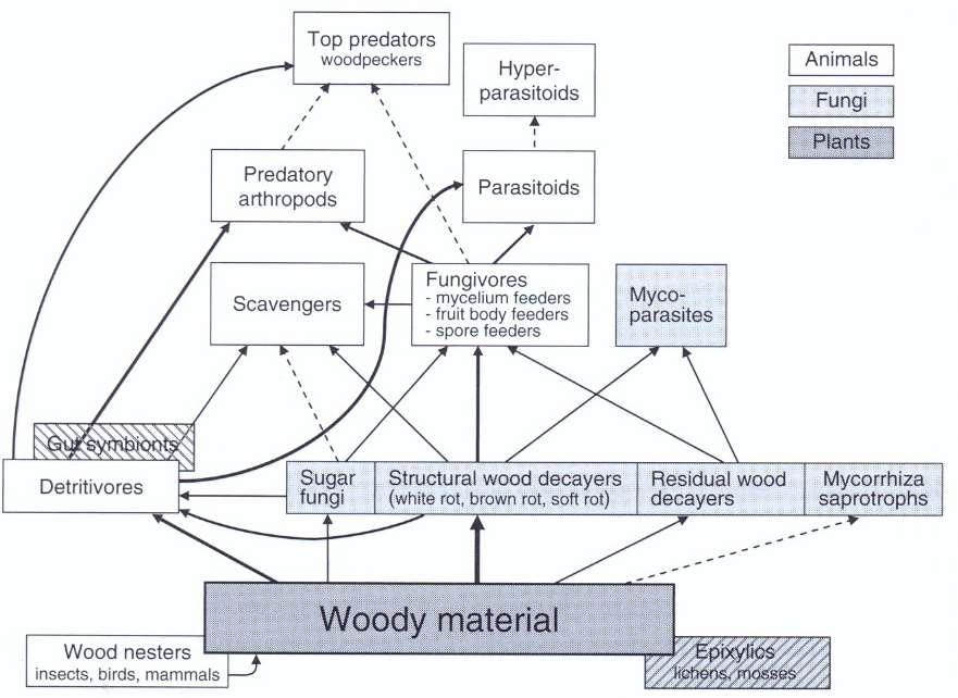 Szaproxyl táplálék hálózat Top predátorok harkályok Mycoparaziták Hiperparaziták Állatok Gombák Ízeltlábú predátorok Paraziták Növények Dögevők Gombaevők mycelium, termőtest, spóra Bél szimbionták