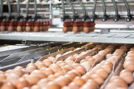 Ellenőrzés 1. 2017. augusztus 21-én a NÉBIH KÜI ellenőrzést tartott az XXX Cég tojáscsomagoló és tojástermelő telepén 1-es, 2-es, 3-as, 4-es ólak.