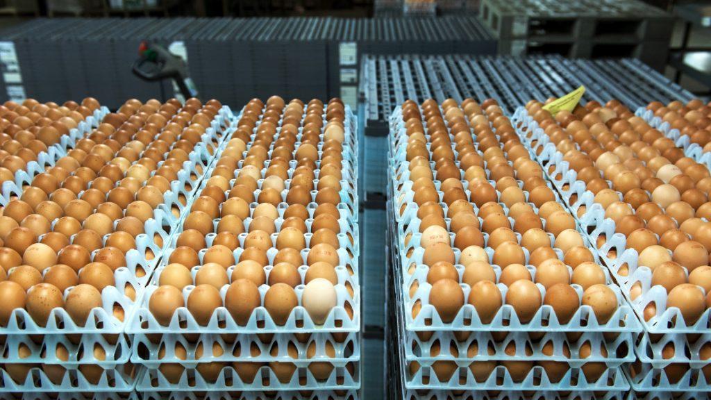 Ellenőrzés 2. 2017. augusztus 24-én a NÉBIH KÜI ellenőrzést tartott a ZZZ Cég tojáscsomagoló üzemében és árutojás termelő telepén. Az ügyfél 5 óllal rendelkezett.