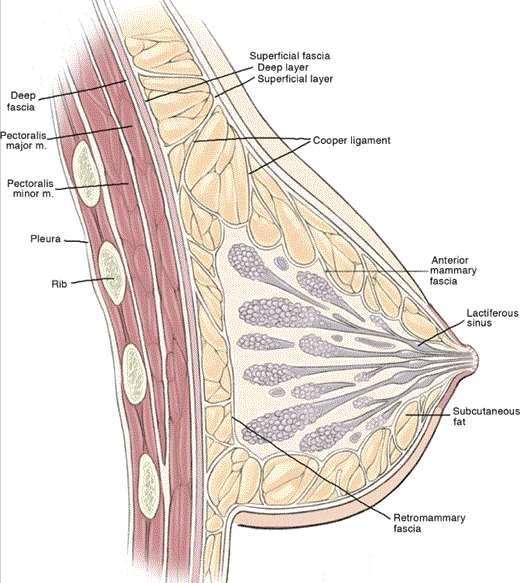 Emlő anatómia mirigyállomány 15-20 lebeny alkotja duktusok a bimbó felé futnak zsírterek (subcutan, retromammaris, intraglandularis) kötőszöveti