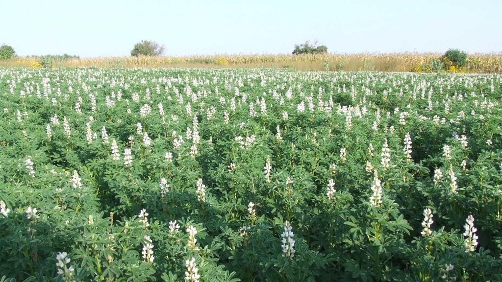 Fehérvirágú csillagfürt (Lupinus albus) - Kizárólag savanyú talajt igényel - nitrogéngyűjtő képesség terén első helyen áll a hüvelyes