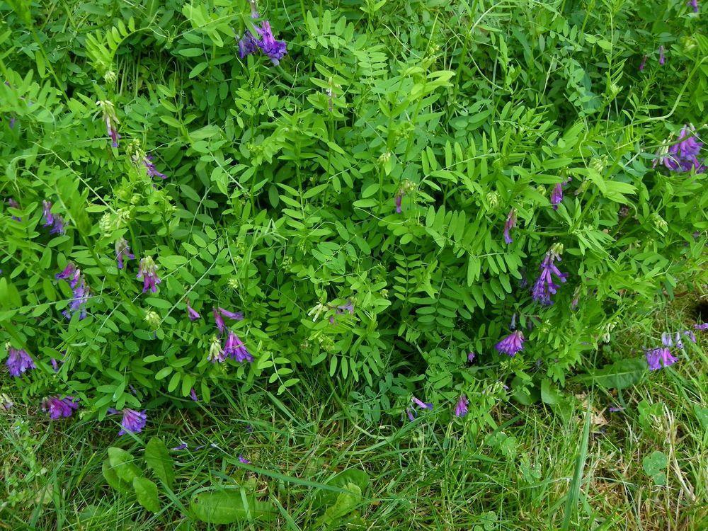 Tavaszi bükköny (Vicia sativa) Keveréktakarmányokban vethető, majd zölden, silózva, vagy szénaként tartósítva etethető.