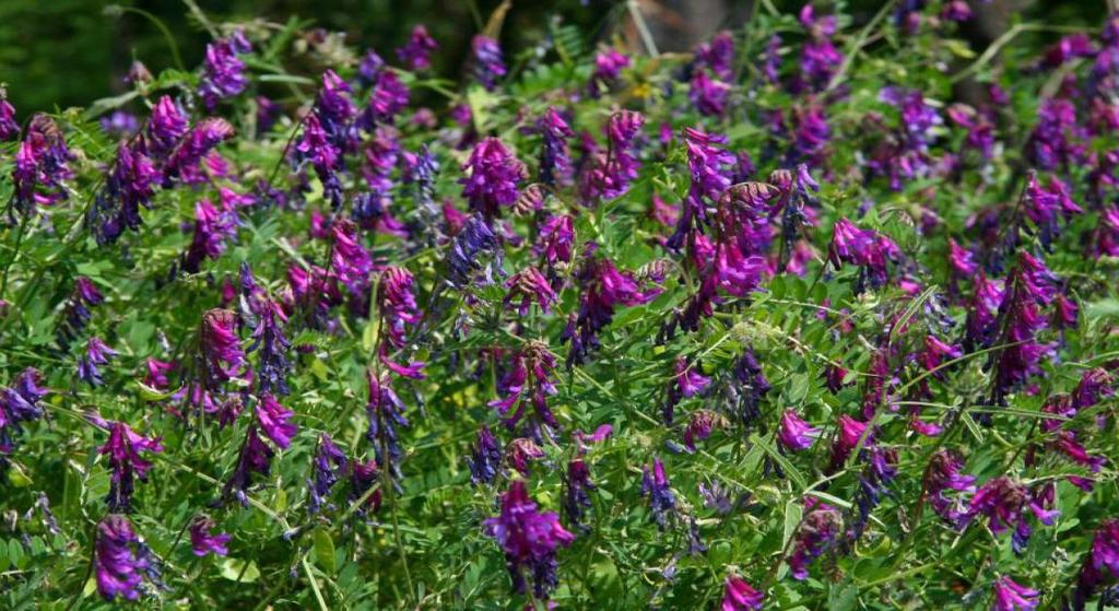 Szöszös bükköny (Vicia villosa) - a tavaszi bükkönyhöz képest nagyobb a tűrőképessége a tömörödött, gyengébb