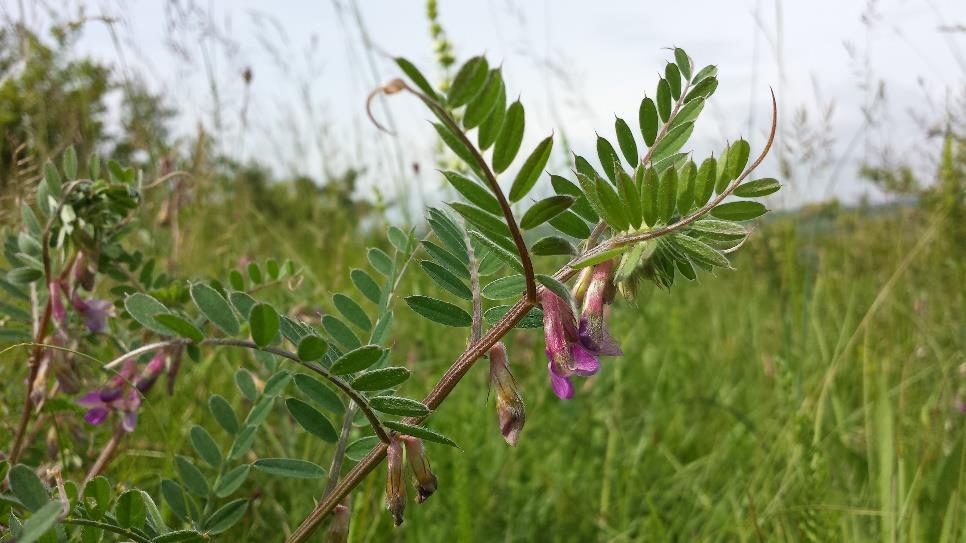 Pannonbükköny (Vicia pannonica) Igényesebb, a szárazságot nem tűri úgy, mint a szöszös bükköny.