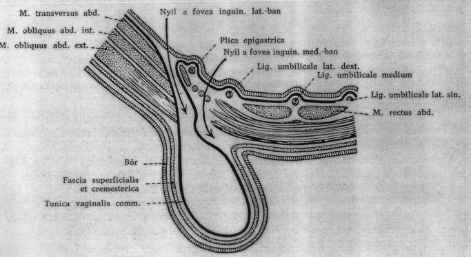 medialis/direct sérvkapu fovea