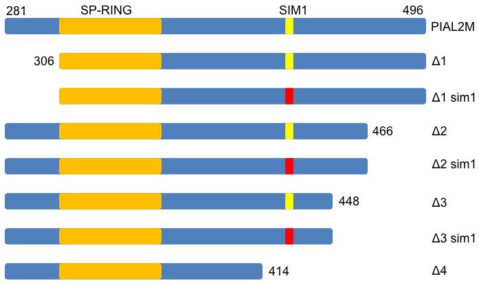 A B 250 100 72 55 35 25 72 55 ligase input Supplemental Figure 13. Dele$on analysis of PIAL2M.