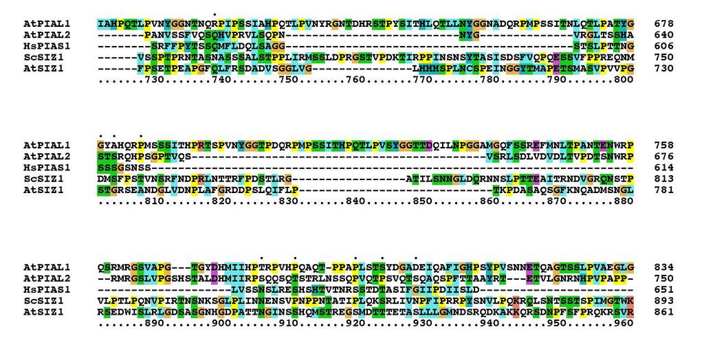 B C Supplemental Figure 3. Alignment and structure of SP-RING proteins.