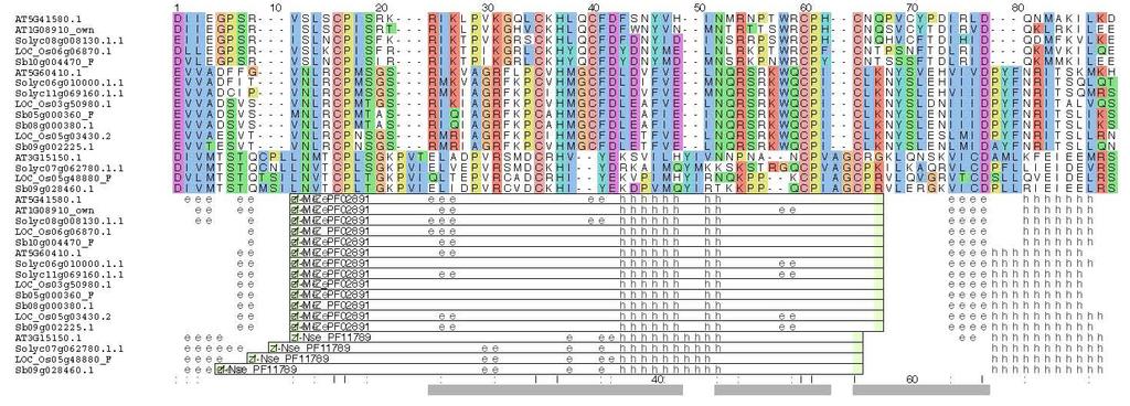 Supplemental Figure 4. Alignment and phylogenetic tree of plant SUMO ligases. Top, the sequence of the SP-RING domain of different plant SUMO ligases was aligned for building a phylogenetic tree.
