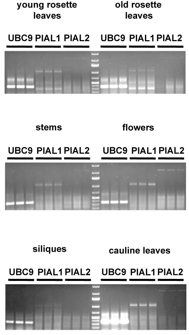 Supplemental Figure 6. Expression of PIAL1 and PIAL2 in different tissues. RNA from the indicated tissues was isolated and used for RT-PCR (three technical replicates).