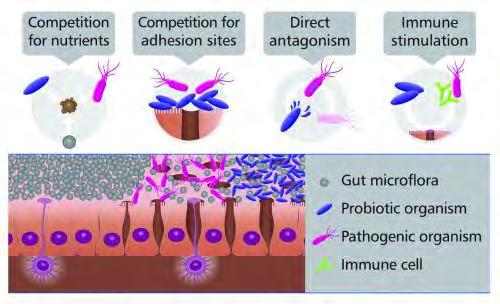 Probiotikum hatásmechanizmus Species specifikus Fokozza a colonizációs rezisztenciát, odatapad a