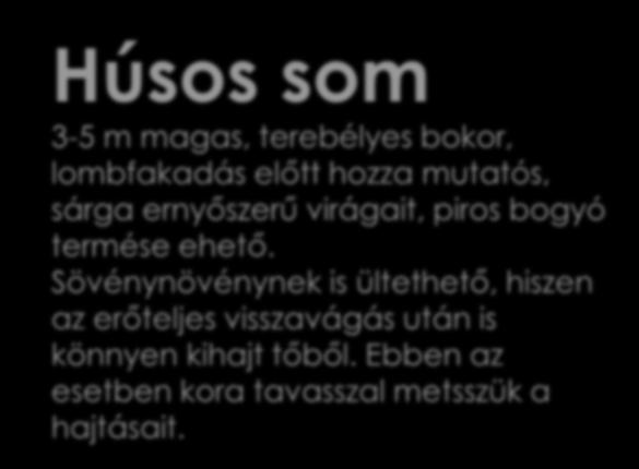 Húsos som 3-5 m magas, terebélyes bokor, lombfakadás előtt hozza mutatós,