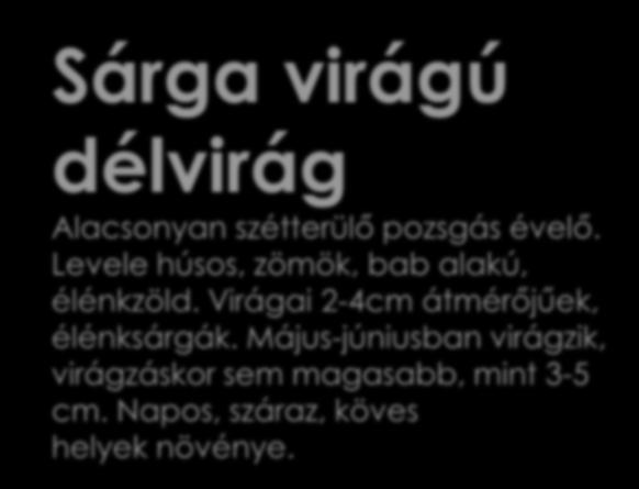 Sárga virágú délvirág Alacsonyan szétterülő pozsgás évelő.