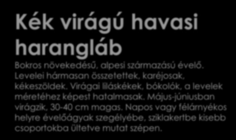 Kék virágú havasi harangláb Bokros növekedésű, alpesi származású évelő.