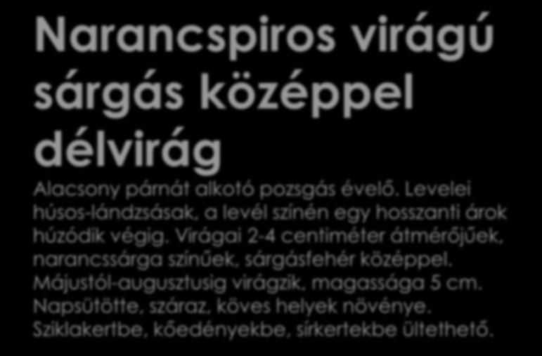 Narancspiros virágú sárgás középpel délvirág Alacsony párnát alkotó pozsgás évelő.