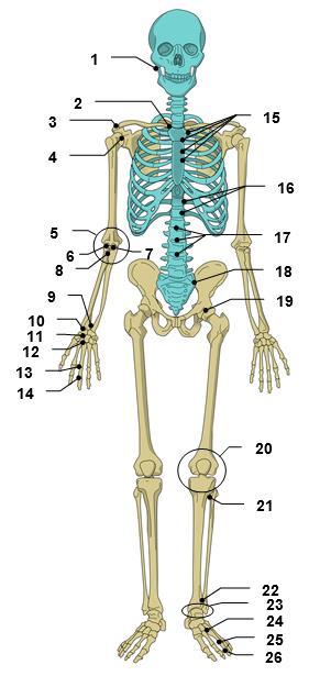 Pótolja a hiányzó kifejezéseket a szöveg alatt megadott listából! Néhány kimarad! A csontok szalagos csontösszeköttetését latinul syndesmosis-nak nevezzük.
