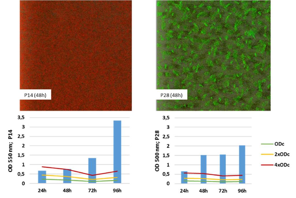 Biofilm képző képesség mikrotiter lemezes módszer és konfokális lézer pásztázó mikroszkóp (CLSM) összehasonlítása: A mikrotiter lemezen az adhézióval feltapadt, majd visszaoldott sejtek denzitását