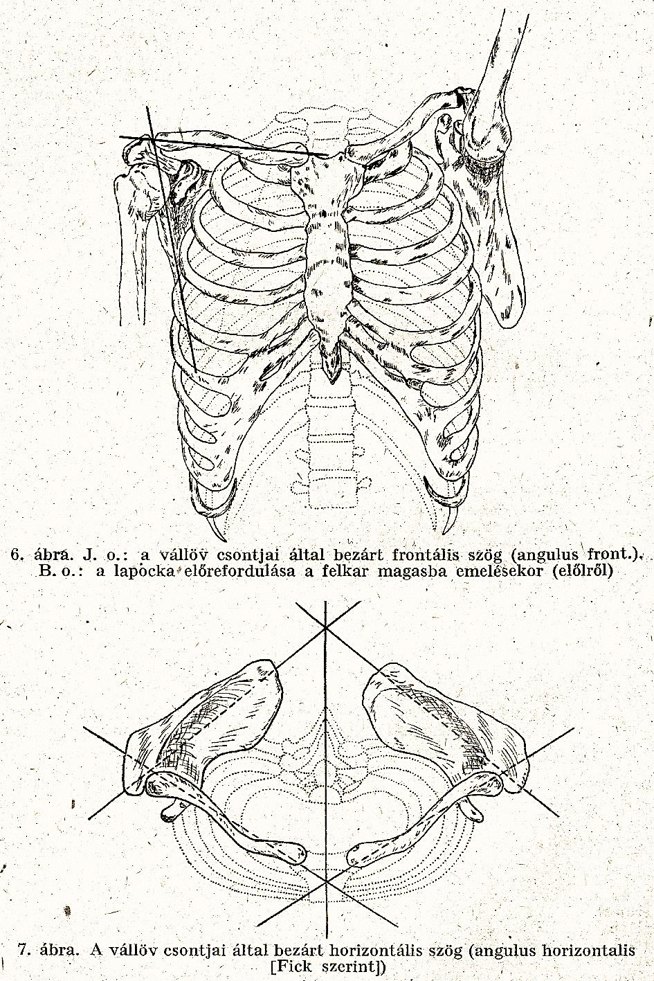 Képek: