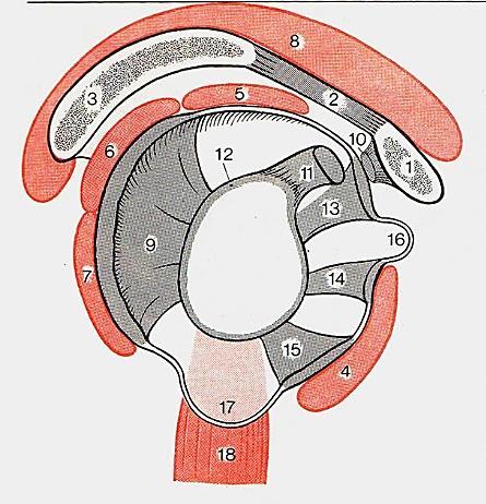 coracoacromiale (13, 2) fornix humeri -ként egy felső vápakiegészítés Benninghoff a vállöv szalagjai: