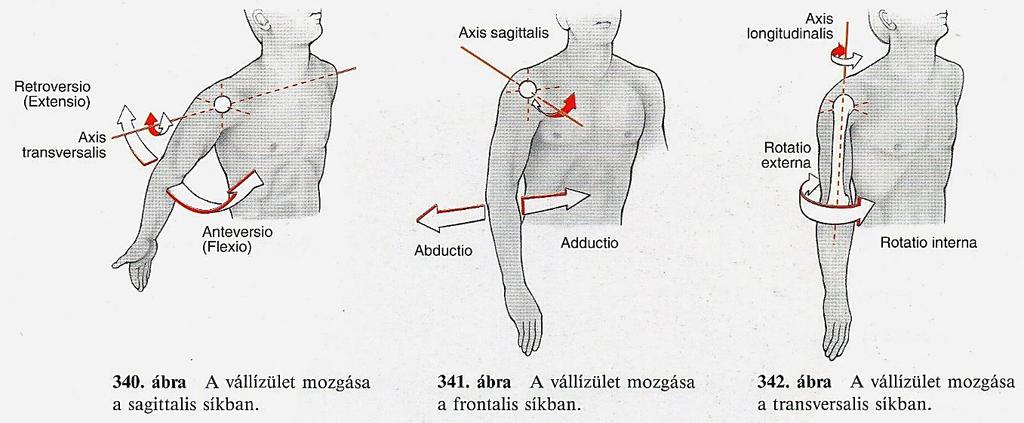 Mozgások Benninghoff 3 kitüntetett tengely mentén: sagittalis: abductio (távolítás) adductio (közelítés) tengely: a caput humeri középpontján keresztül transversalis: anteflexio (előrelendítés)