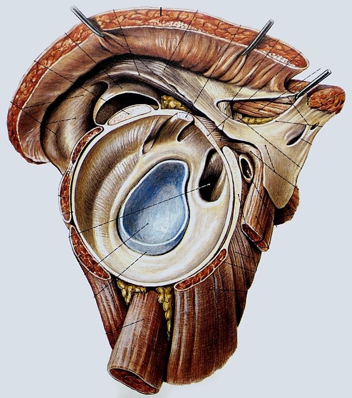 Rotátor köpeny M. supraspinatus M. infraspinatus M.