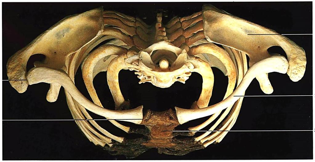 Vállöv Cingulum membri superioris: scapula + clavicula Sobotta Yokochi