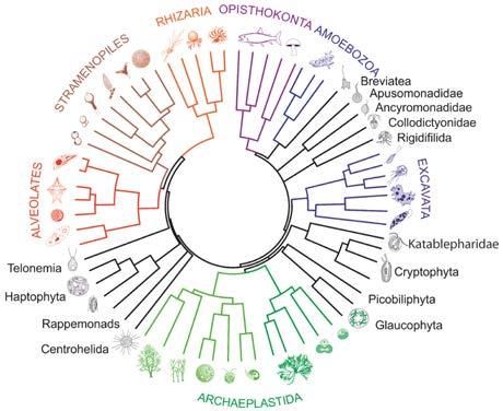 MicrosporidiaDB AmoebaDB PlasmoDB ToxoDB CryptoDB PiroplasmaDB TrichDB