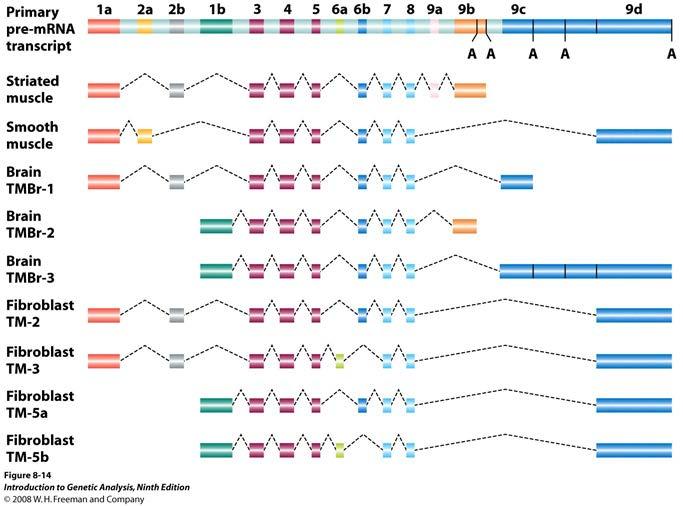 Complex patterns of eukaryotic mrna splicing: What is a Gene?