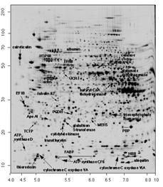 Protein Expression/Sequence Data