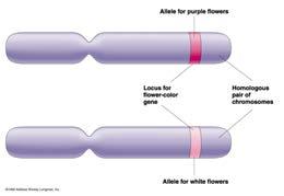 Alleles and Phenotype Some phenotypes are caused by a single locus in the genome and a single allele