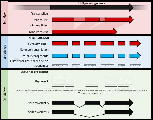 template for a gene Figure 8-4