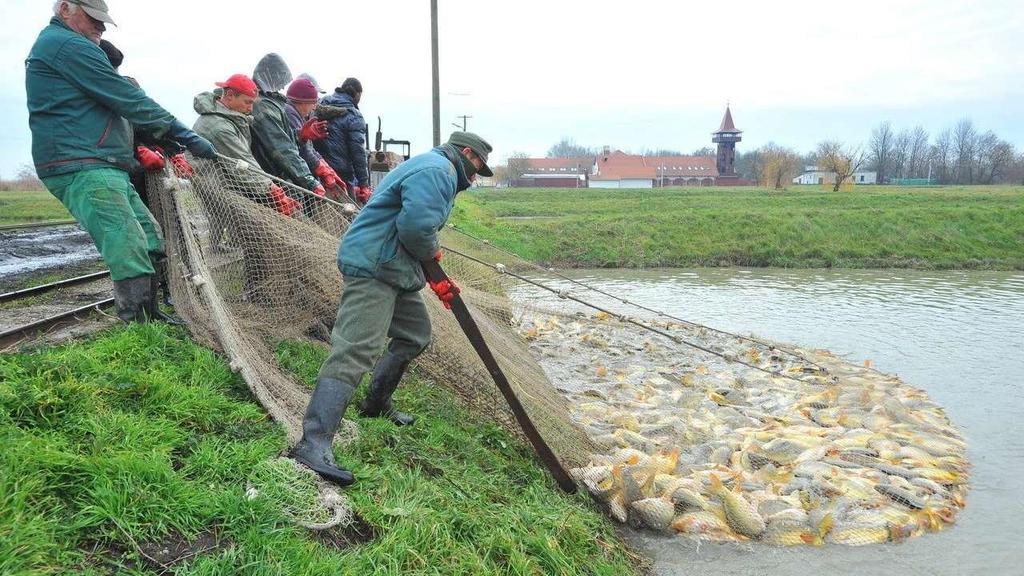 Halastavak szerepe Opportunista ragadozó természetes vizek