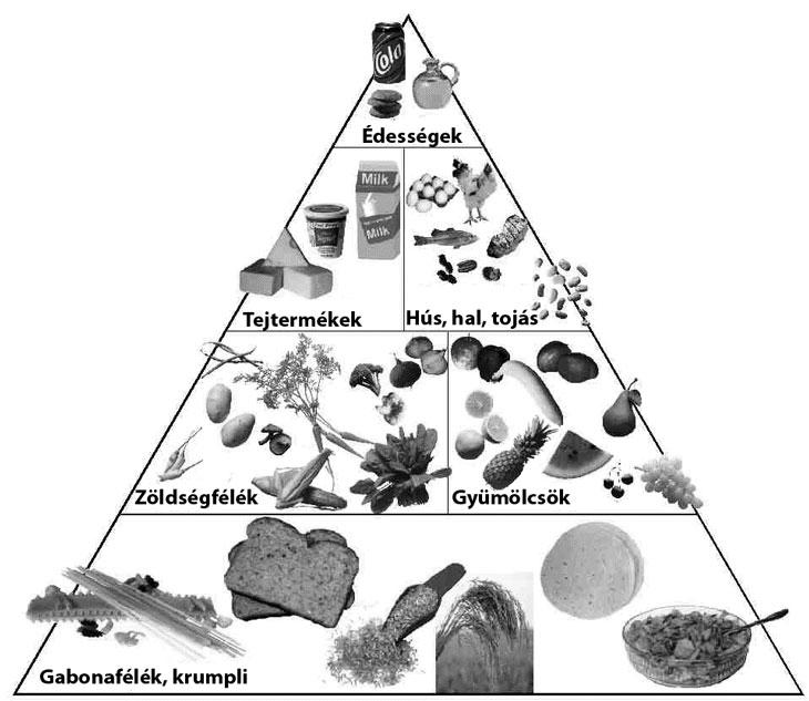 4. osztály A hagyományos táplálékpiramist 1992-ben az