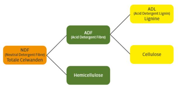 Bendő telítettség Tömegtakarmány-NDF NDF-ADF = Hemicellulóz A hemicellulóz fontos energiaforrás és nem vált ki acidózist A hemicellulóz acetáttá fermentálódik A tömegtakarmányból származó