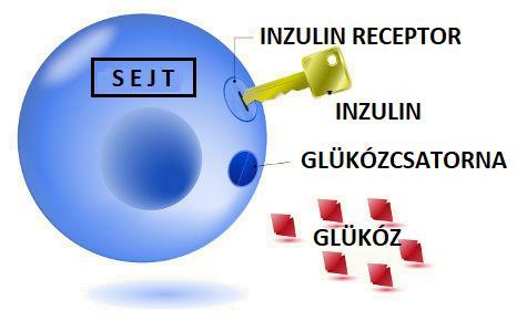 GLUT-4 csatorna transzlokációja gátolt Inzulin szekréció fokozódása, majd a β-sejtek