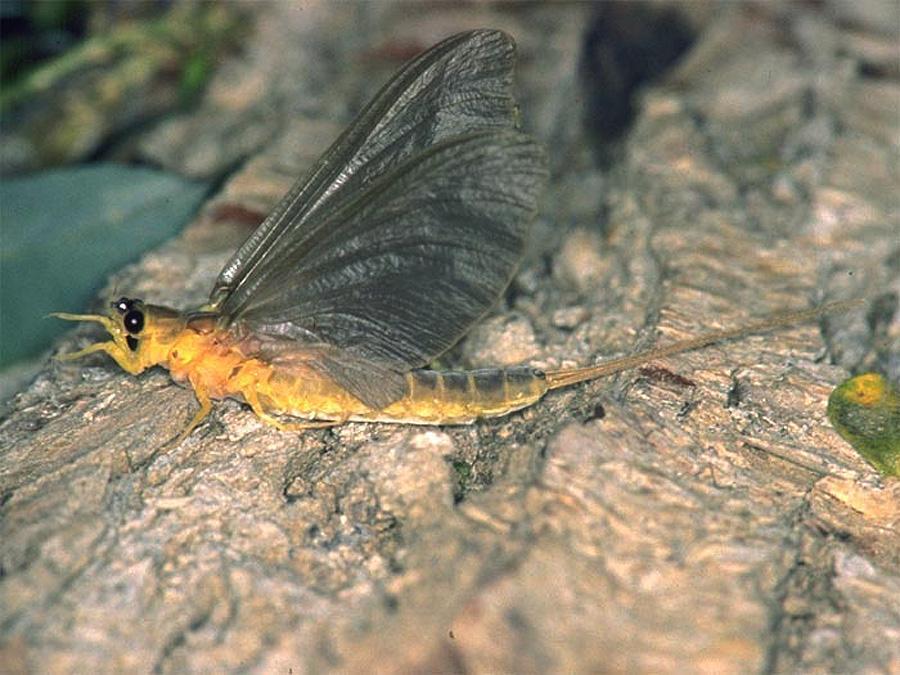 Tiszavirág (Palingenia longicauda) A tiszavirág Magyarország és Európa