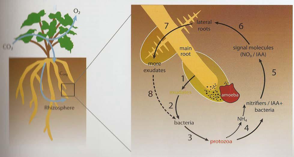 Root Exudates